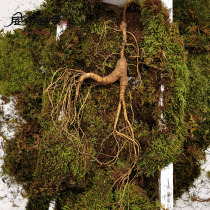 Shunfeng Changbai Mountain with Tuano Mountain for 15 - -35 years Lin Lower Ginseng Gift Box Fresh Ginseng to Cook Soup