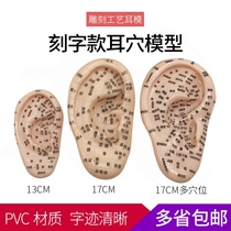 13cm 17cm lettering clear auricular point model auricular acupuncture model ear massage model acupoint full ear