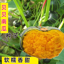 Green Bei Pumpkin Seed Seedlings Chestnut Pumpkin Super Sweet High Yield Sweet Small Seedlings Vegetable Seedlings Autumn