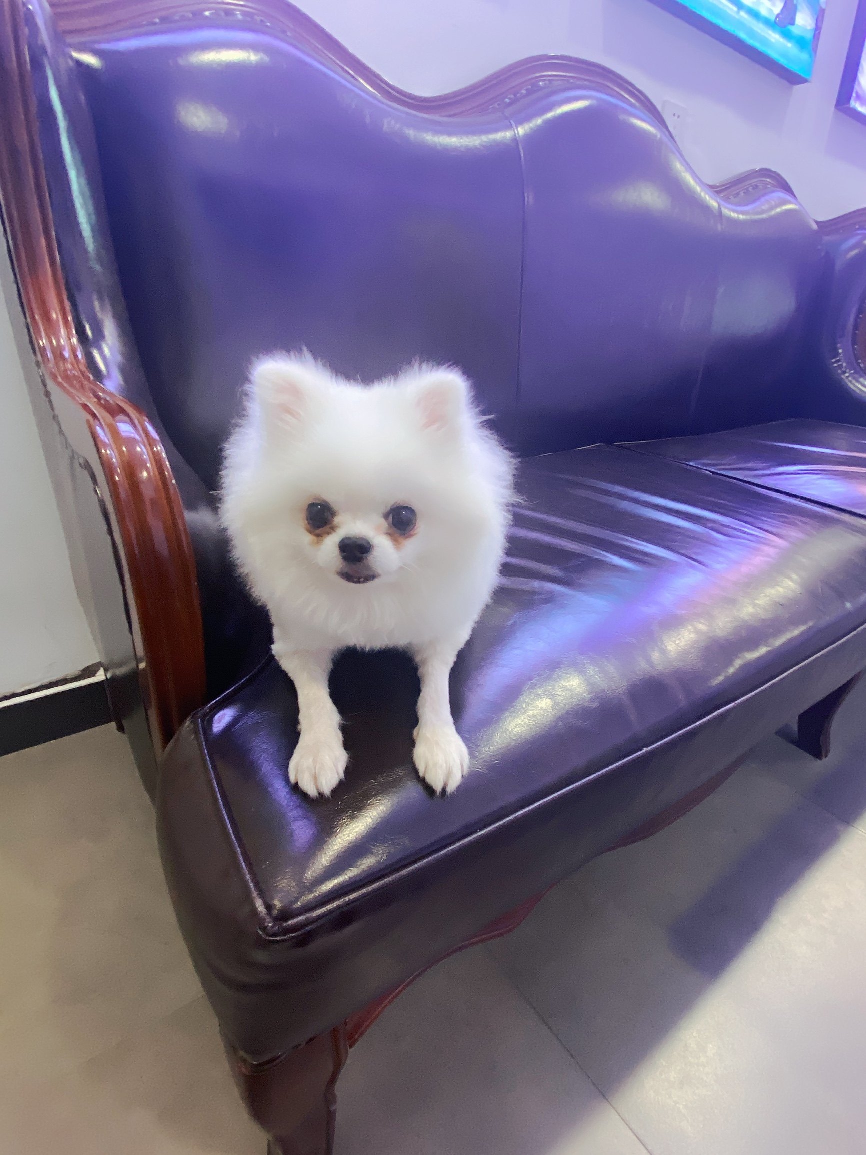 凯锐思狗零食怎么样评价好不好呢?真相评测分析曝光