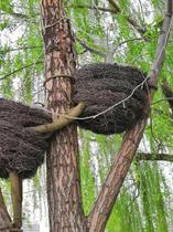 Tree rattan wire tube package wire lighting engineering Pastoral fresh retro green rattan cover dead rattan package cable hollow tube