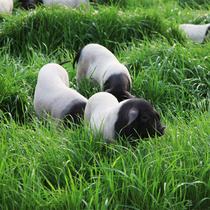 Weifeng Jinhua two heads of black pig whole pig live pig 120kg out of the fence for one year (limited area delivery)