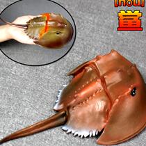 Prehistoric toy cognition Chinese horseshoe crab gift plastic ocean simulation model childrens deep sea animal solid