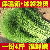(Regular hair) 4kg of freshly cut fennel vegetables fresh incense Cumin seedlings open-air vegetables meat incense