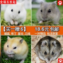 Hamster living things have been vaccinated hamster living things plus cages Net red small pets Golden Bear living things hamster dolls