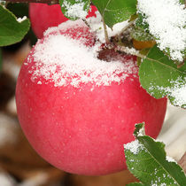 Gansu Pingliang season golden fruit fresh fruit red Fuji Jingning red Fuji Apple rock sugar heart a whole box