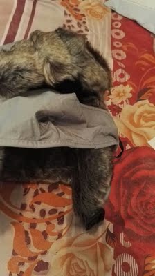 物流神速，帽子很好看！戴上特别暖和！这下不用怕严冬了！好评满五分送上！希望店家越做越好！