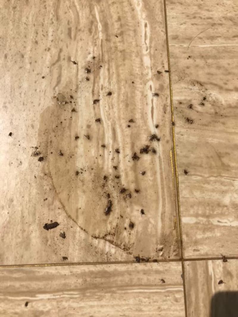 科凌虫控杀虫喷射剂灭鼠/杀虫剂