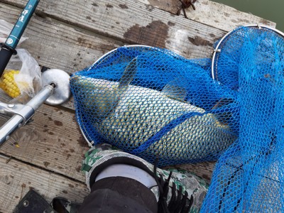 应该不错,特别轻,特别互现钓大鱼没问题,绝对趁手 应该不错,特别轻,特别互现钓大鱼没问题,绝对趁手