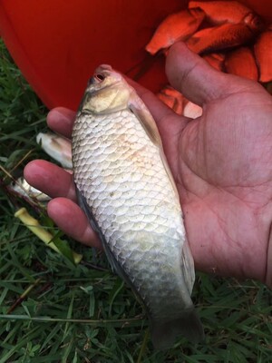 目前看来威联盟鱼竿质量怎么样,好不好用?是不是杂牌的鱼竿?