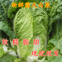 (Regular hair) (special offer 10kg) Shandong Chinese cabbage fresh vegetables yellow heart northeast cabbage Jiaozhou