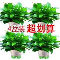 Green potted plants indoor hydroponic green baskets Ivy evergreen leaves flowers sucking loaves raising orchid