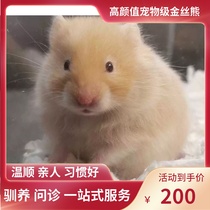 (Snow North Xiangnan)Cinnamon bear Domestic bear Rare coat color Long-haired short-haired golden silk bear relatives have a good character