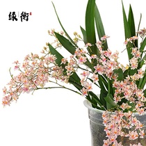 Dream Xianglan Potted Wenxin Orchid with flowers with strong fragrant orchid mini perfume Wenxin dancing orchid orchid seedlings