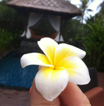 Beach bohemian choking pepper frangipani hairpin edge clip headdress Hair ornament headdress