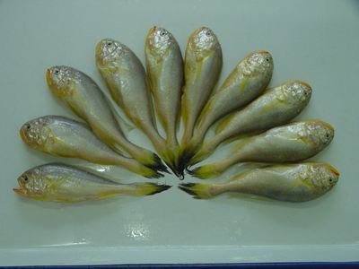 兰州老李海鲜 新鲜梅童鱼 圆头鱼 肉细而嫩宝宝辅食(小)_7折现价38元