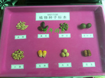 Kindergarten Primary And Middle School Popular Science Teaching Specimens Physical Plant Seed Specimens Plant Fruit Specimens