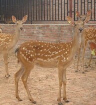 Plum Blossom Deer Skin Pure Real Deer Leather Big Number Wipe Caravan Cloth Polished Furniture Wipe Glasses Wipe the appliances