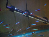 Grass jar Angels Lotus Lamp Medium lotus lamp large lotus lamp has been ordered