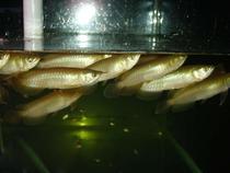 Tropical ornamental fish Australian star Golden Dragon seedlings special offer a large number of goods Feng Shui fish
