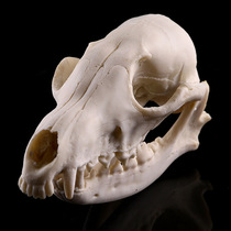 Wild fox skull model High simulation 1: 1 Wildlife skull model resin Skull skull head animal skull