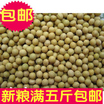 Farmers grow large soybeans soybeans shoot a piece equal to a catty of 5 catties of freight