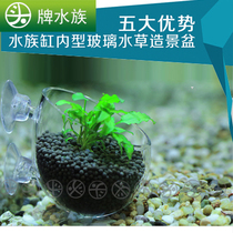 Water Grass Box Mini Water Grass Breeders Glass View Basin Glass Water Grass Basin in the water Grass Cultivation Cup Special Price