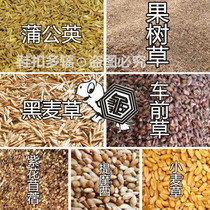 Pet rabbit tortoise edible forage seed variety variety non-green grass seed family can seed germination rate high promotion