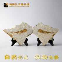 Liaoxi natural paleontological fossils wolf fin fish specimens ornamental strange stone ornaments Animal fossils open original board rough stone