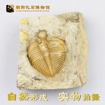 Natural trilobite fossils Crown insect fossils Paleontological fossil specimens Insect fossil ornaments boutique rough stone