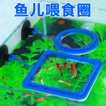 New fish tank Aquarium Fish feeder Feeding circle Small fish tank feeding floating circle Feeding fish food feeding circle