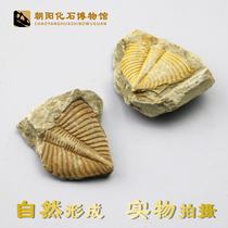 Natural strange stone Ornamental stone fish fossils Animals Insects trilobites tail fossil specimens Popular science collection teaching