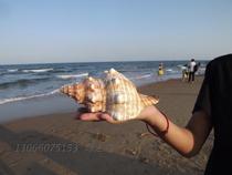 Natural conch big red spiral conch big sheep horn snail fish nest to avoid aquarium fish tank photography collection decoration ornaments