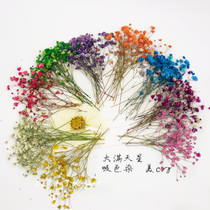 Color-absorbing big starry flower embossed dried flower drop glue dried flower mobile phone shell plant teaching specimens 8 packs
