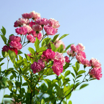 Climbing vine flower fairy flower Flower rose flower seedling potted garden balcony courtyard aromatic flower cold resistance