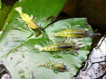 Lua - bionic shrimp - roa soft bug brew - bionic shrimp - bait - proof shrimp - lock - lobster