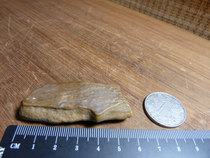 14693 Silicized Wood of the Great South Lake in Hami Xinjiang