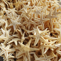 Natural dried sea star specimen Mini medium small sea star shell conch wall sticker floor decoration beige