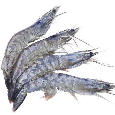 包邮文莱进口鲜活冷冻蓝虾800g海鲜水产虾冻虾刺身级大虾55只左右_7折