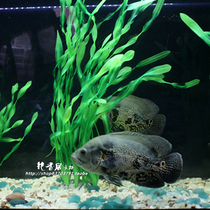 Simulation water grass plastic fake water grass aquarium gold fish tank building decoration fake grass green soft big wave seaweed