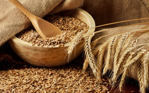 YL207 (domestic high-quality wheat) (ungerminated grain) home-brewed beer brewing Auxiliary