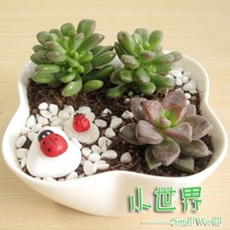 Seven stars ladybugs