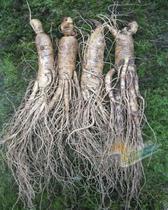 Fresh ginseng Changbai Mountain fresh with soil ginseng fresh soil mountain ginseng 15 root for one catty 75 yuan 250 grams