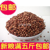 Fried Red Sorghum cooked sorghum parrot hamster bird food bird food one piece of food = 1 catty and 5 catties