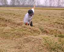 Pet Supplies Soft Straw Cushion Foot Cushion Nest Dutch Pig Guinea Pig Living Rabbit Feed Dry Straw Cushion Cage Warm