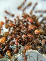 Ant love Nicoba bow back ants new after many community eggs young cocoons pet ants