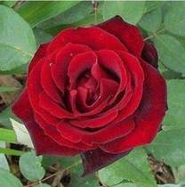 Variety Boutique moon season (French red)Perfume moon season flower type charming and good-looking 3-8 years old seedlings