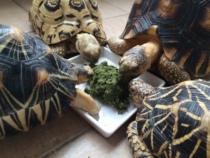 Shoe buckle large climbing pet shop multi-spoke lamp supplies wooden box defective damaged free reissue