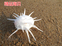 Natural shell sea chrysanthemum shell fish tank aquarium set ornamental decoration creativity