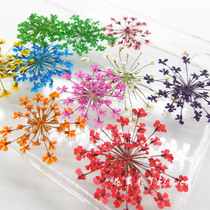 Snow beads flower lace flower drop glue dried flower mobile phone shell diy pressed flower embossed childrens handmade material plant specimens
